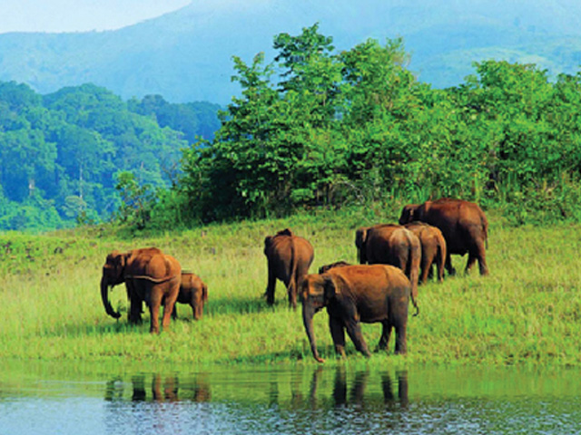 Wildlife and dense forest of Thekkady